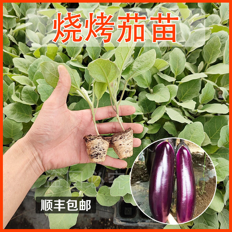 烧烤茄种苗  活苗种子 特大紫长茄种籽春夏播蔬菜