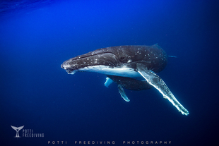 旅拍 自由潜水汤加大翅鲸观鲸行程 旅游 POTTI 水下摄影
