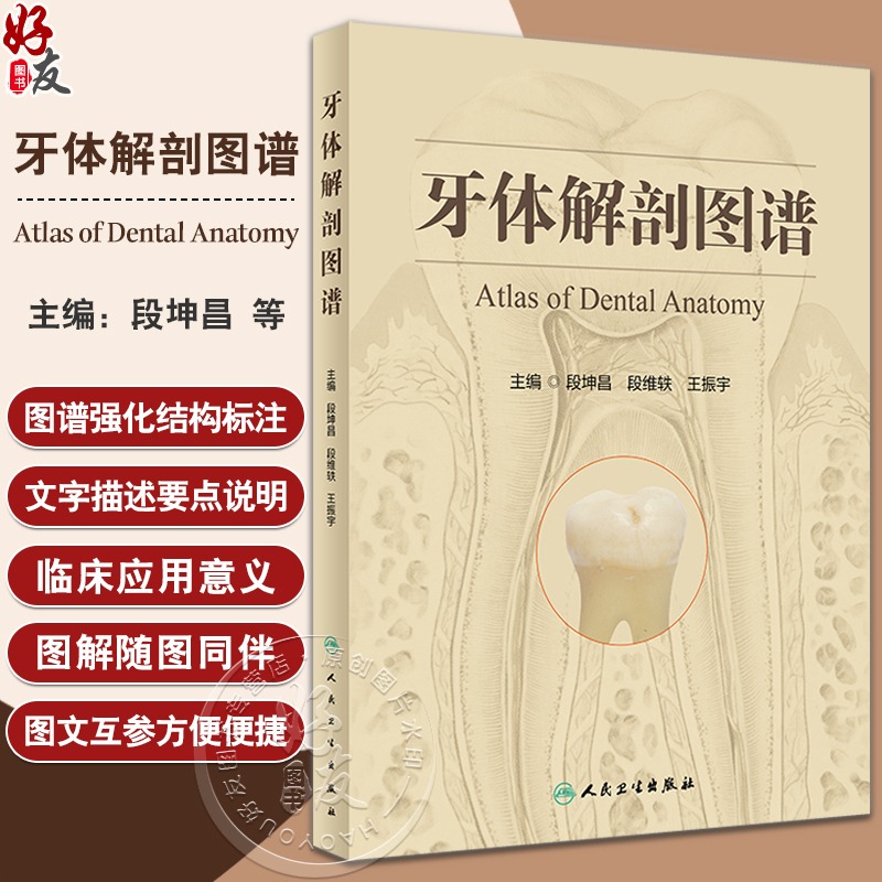 牙体解剖图谱段坤昌段维轶