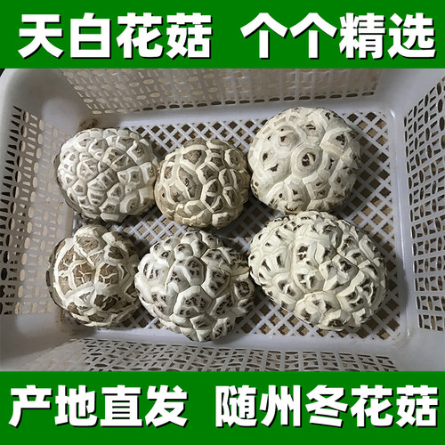 挑选天白花菇香菇花菇