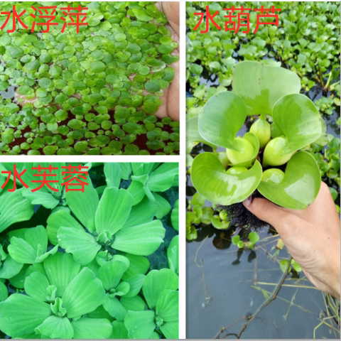 水培植物水芙蓉 水葫芦 水浮连浮萍净化水质造景养鱼养龟养虾水草