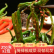 咸菜大蒜腌辣椒农家自制下饭菜新鲜爽口酱菜500g特产泡菜山纯手工