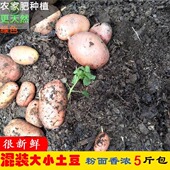 新鲜小土豆红皮黄心土豆高山洋芋农家自产马铃薯5斤 包邮 软糯香甜