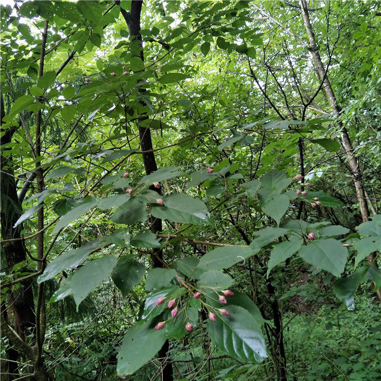 臭梧桐泡花桐八角梧桐追骨风后庭花海州常山树苗现采新货楸叶根