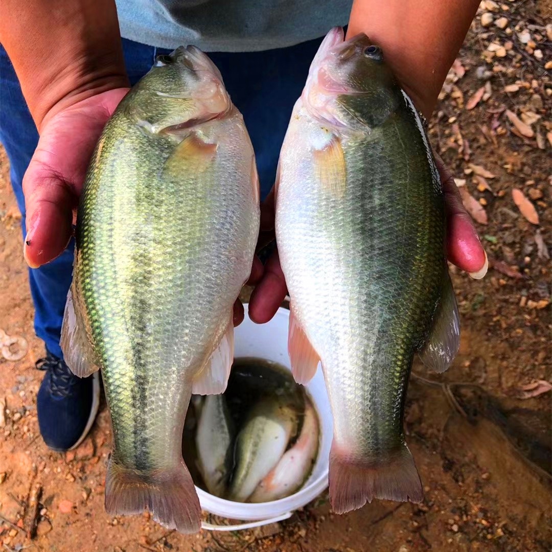 鲈鱼苗淡水加州鲈鱼苗活体路亚大口黑鲈凶猛七星鲈鱼冷水养殖专用