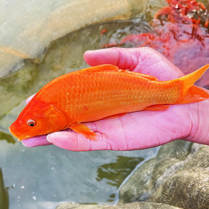 鱼苗淡水红鲤鱼可食用的红鲤鱼兴国红鲤鱼观赏荷包红鲤鱼苗鲤鱼苗