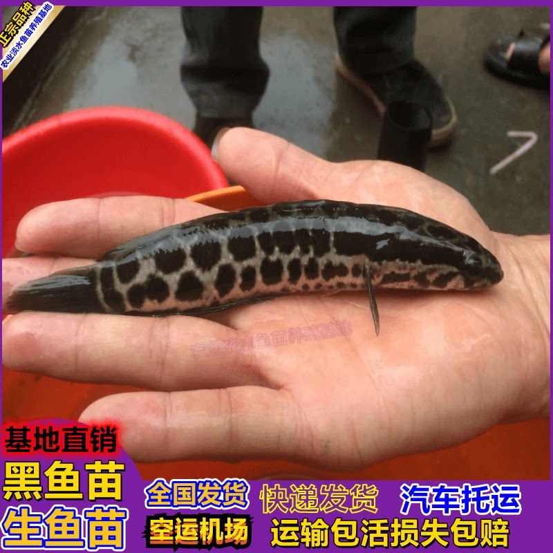 杂交黑鱼苗生鱼苗淡水乌鳢鱼活体财鱼头鱼观赏鱼冷水猛鱼养殖饲料