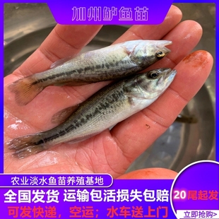加州鲈鱼苗淡水路亚苗鲈鱼活体宝石鲈加州鲈食肉鱼七星鲈鱼海鲈鱼