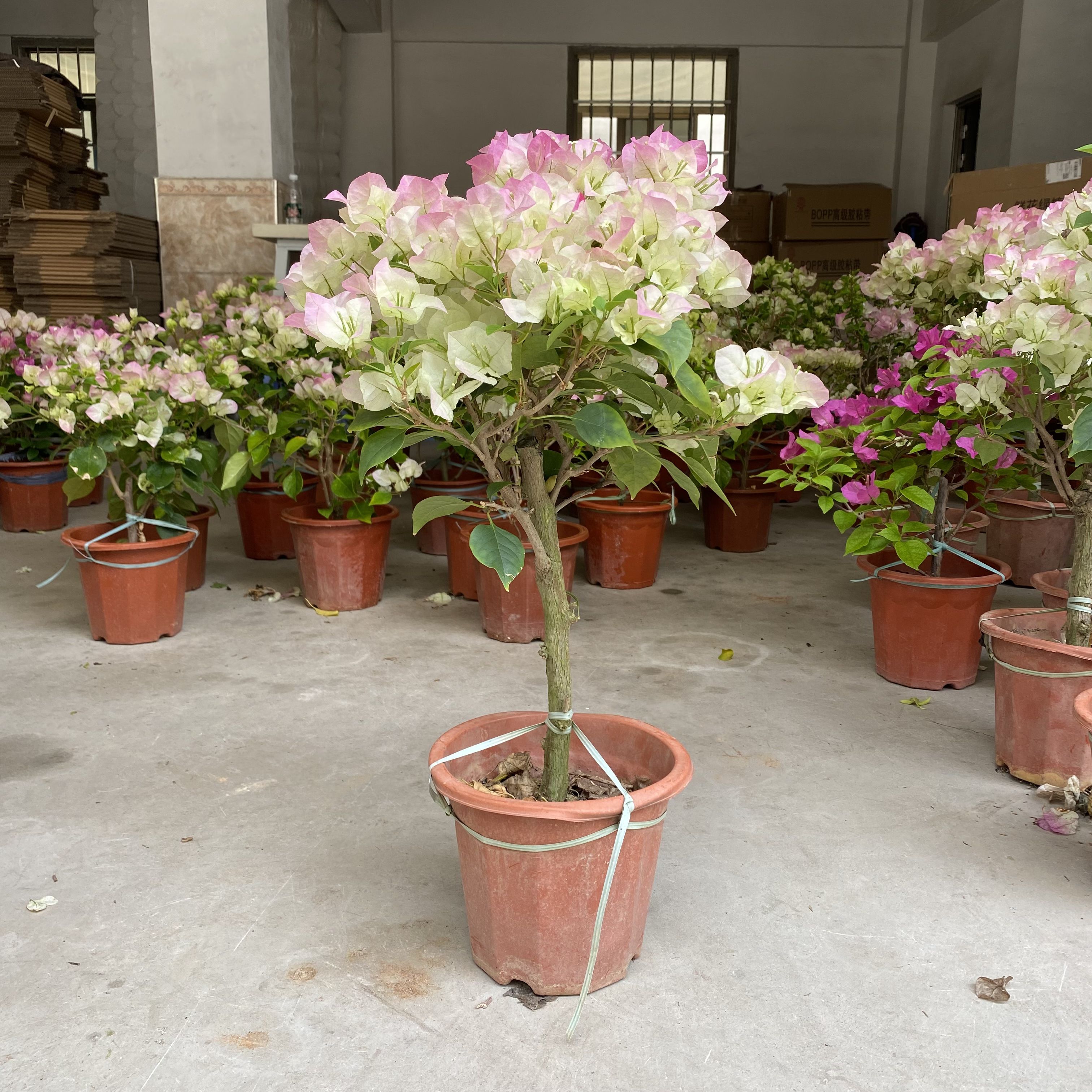 三角梅高杆棒棒糖带花