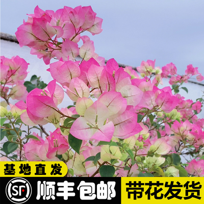 三角梅带花发货四季开花