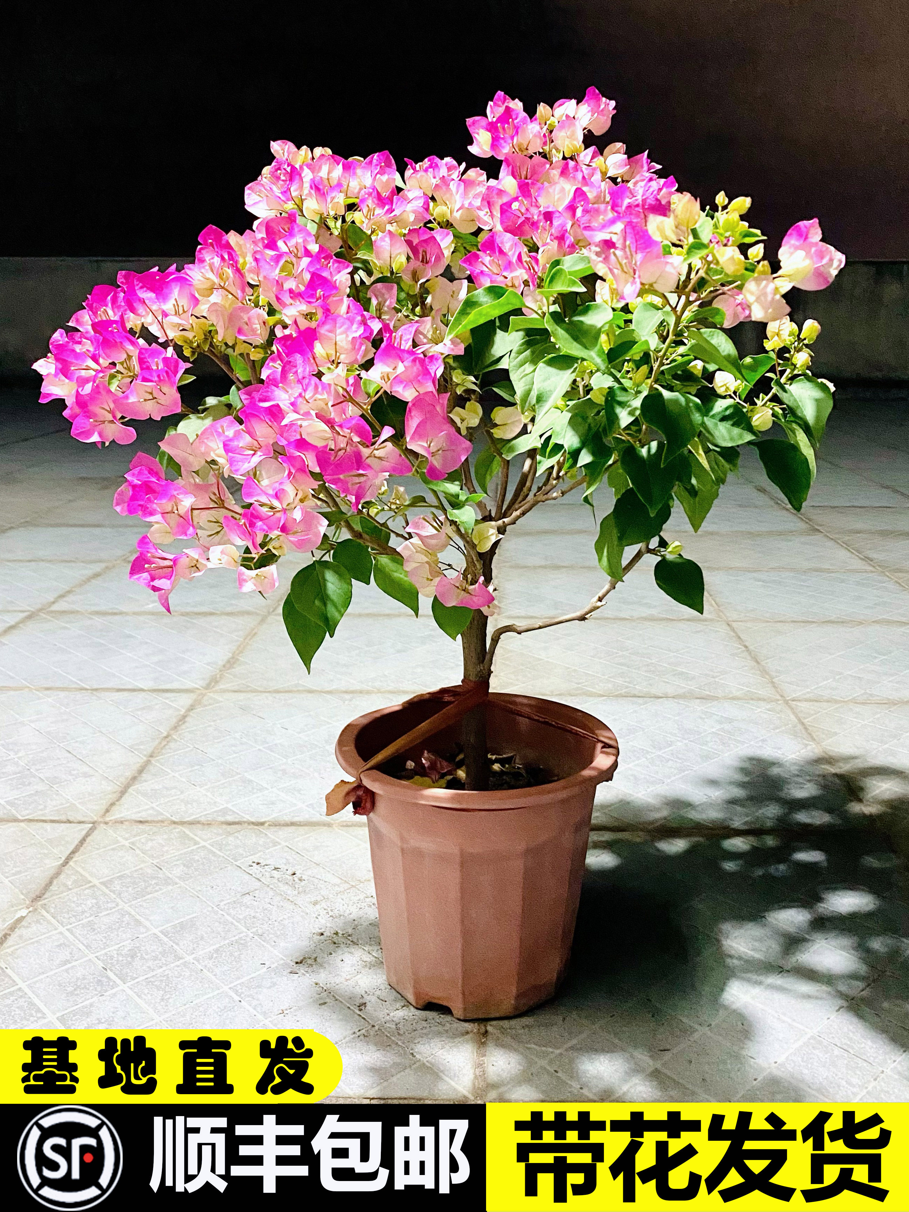 三角梅盆栽带花绿樱爬藤老桩重瓣四季开花大苗红缨安格斯阳台植物