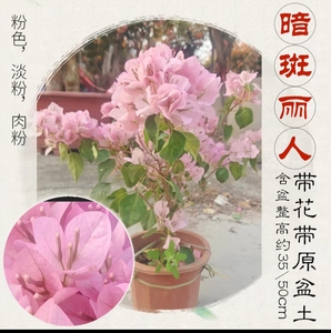 暗斑丽人三角梅盆栽扦插苗勤花品种