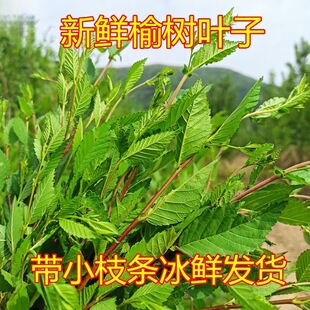 次日达  上门送货 现摘现发 1斤 新鲜榆树叶子 带枝条发货 榆树钱