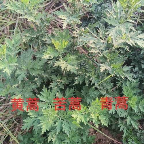 次日达 现摘现发 野生新鲜1斤 黄蒿 青蒿 苦蒿 臭蒿子 野菜