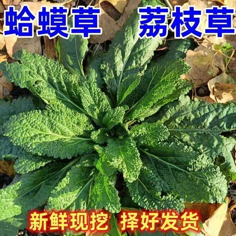 次日达 现摘现发 1斤新鲜野生叶菜类