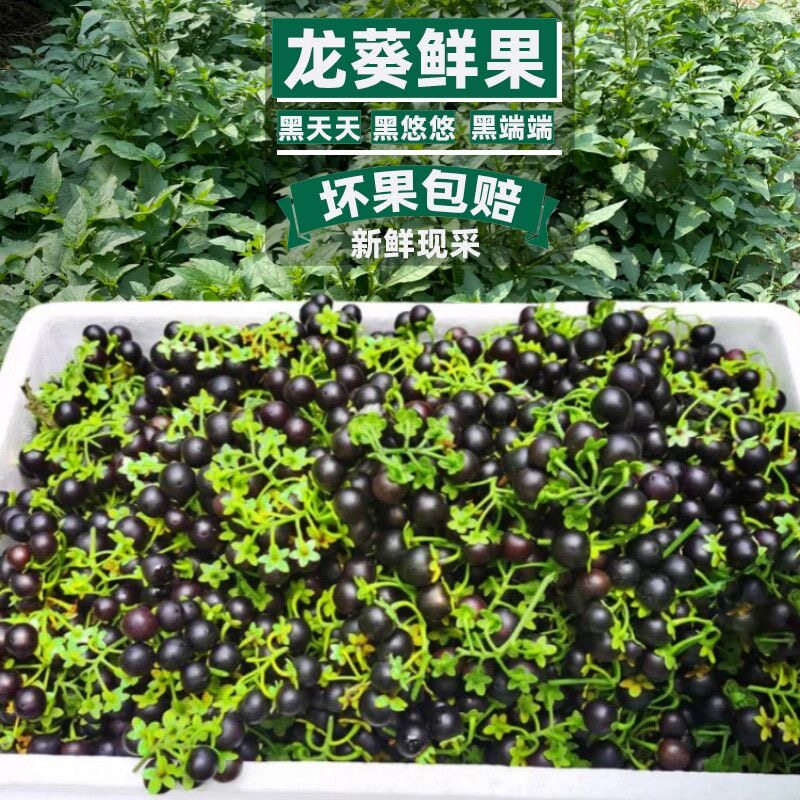 次日达 现摘现发 野生 龙葵果其它