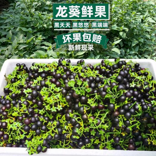 次日达 现摘现发 野生 龙葵果 250g 新鲜黑悠悠 黑天天甜星星