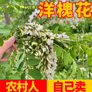 次日达 上门送货 野生 洋槐花新鲜1斤 现摘现发 花骨朵槐花野菜