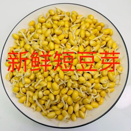 次日达 上门送货 农家自发1斤邯郸新鲜短胖黄豆芽小黄豆芽