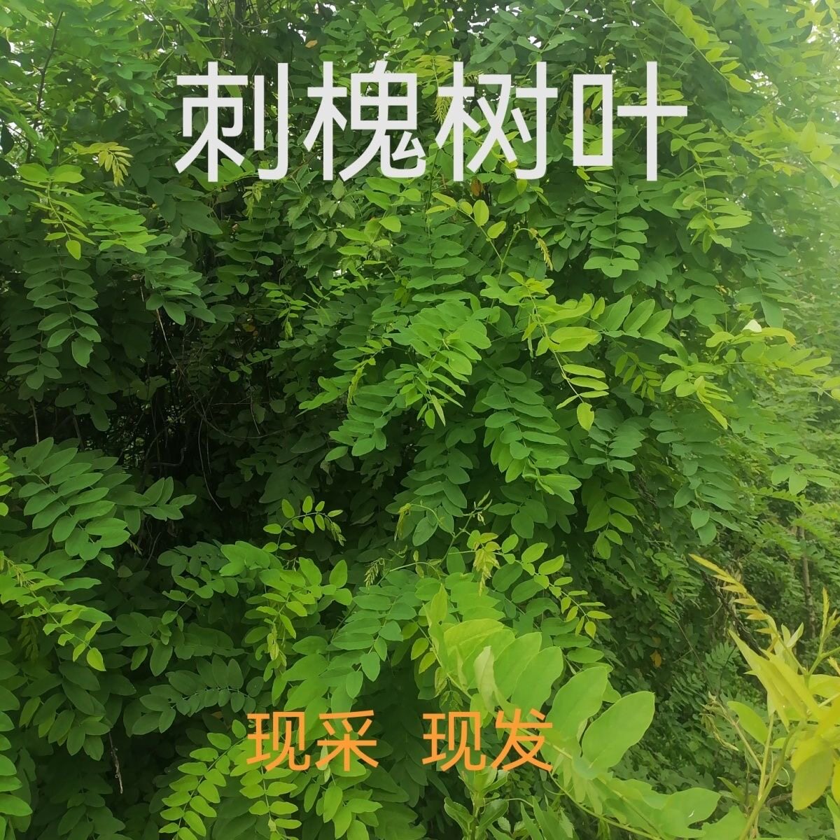 次日达 1斤新鲜野生槐树叶 刺槐花叶 洋槐树叶子