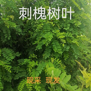 次日达 1斤新鲜野生槐树叶 刺槐花叶 洋槐树叶子