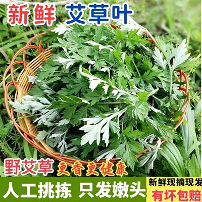 次日达 现摘现发 野生 新鲜 1斤 小叶艾蒿 野蒿子 红杆艾草 艾叶