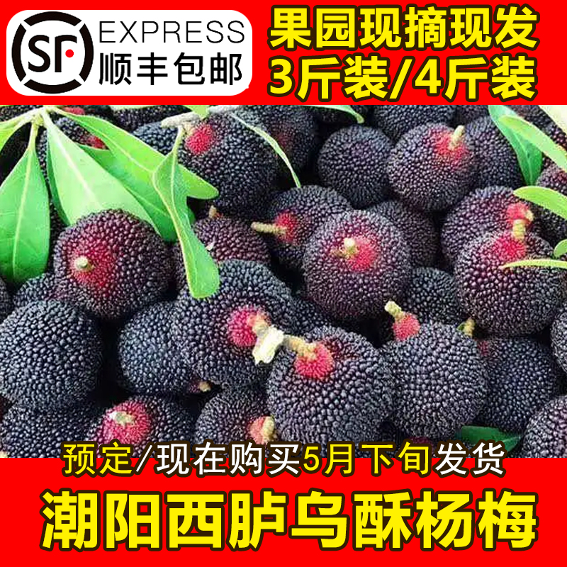 当季新鲜乌苏杨梅现摘现发乌苏杨梅潮汕潮阳西胪乌酥杨梅3/4斤装
