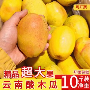 云南大理特产新鲜红花酸木瓜酸水果孕妇泡酒青木瓜酸脆大果香木瓜