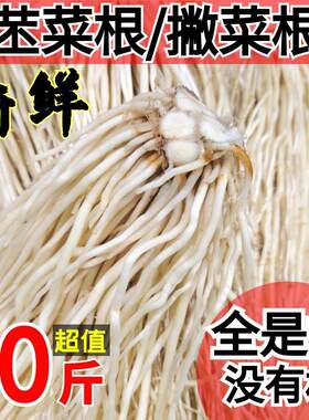 云南特产新鲜韭菜苤菜撇菜根