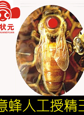 长兴意蜂种蜂王人工授精种王强群蜂王高产蜂种王