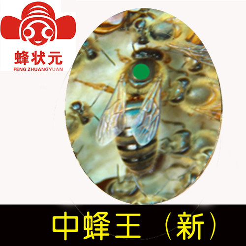 蜂状元 邱汝民 中蜂种王新王蜂王蜜蜂活体优质高产蜜王型FQXZ2049