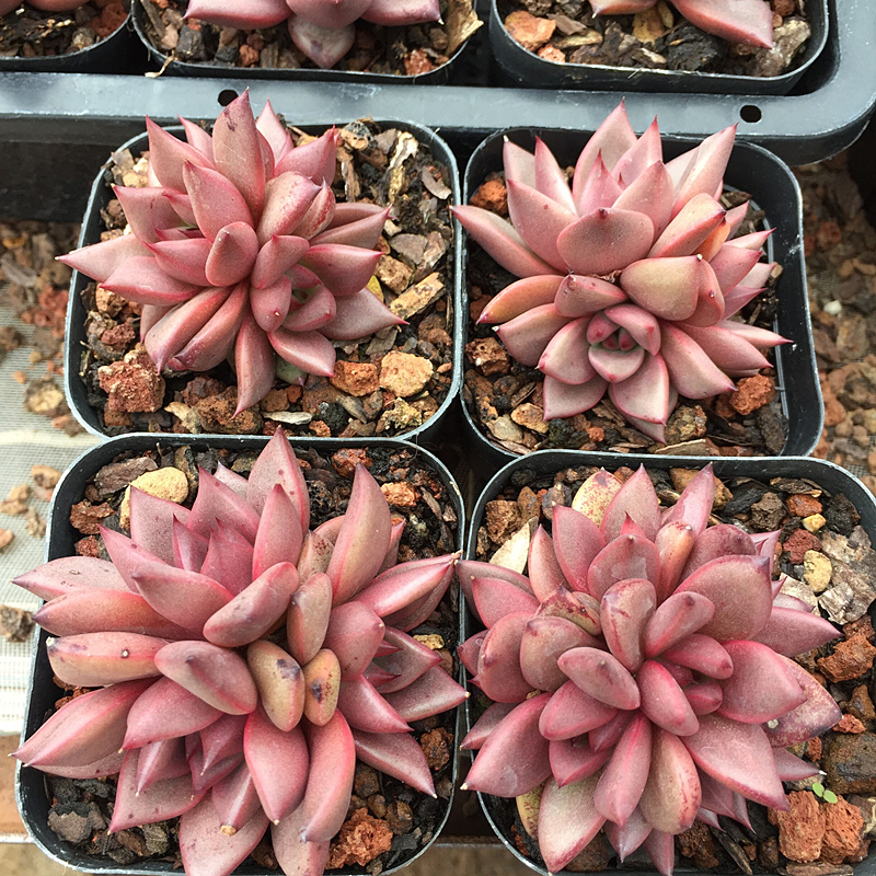 正版血羅 多肉植物 布朗先生的古董店新手盆栽肉肉組合一物一拍