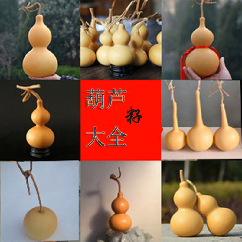 包邮天然特大号中小柿子葫芦