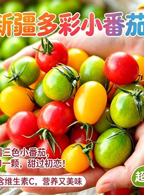 新疆三色多彩小番茄好看又好吃