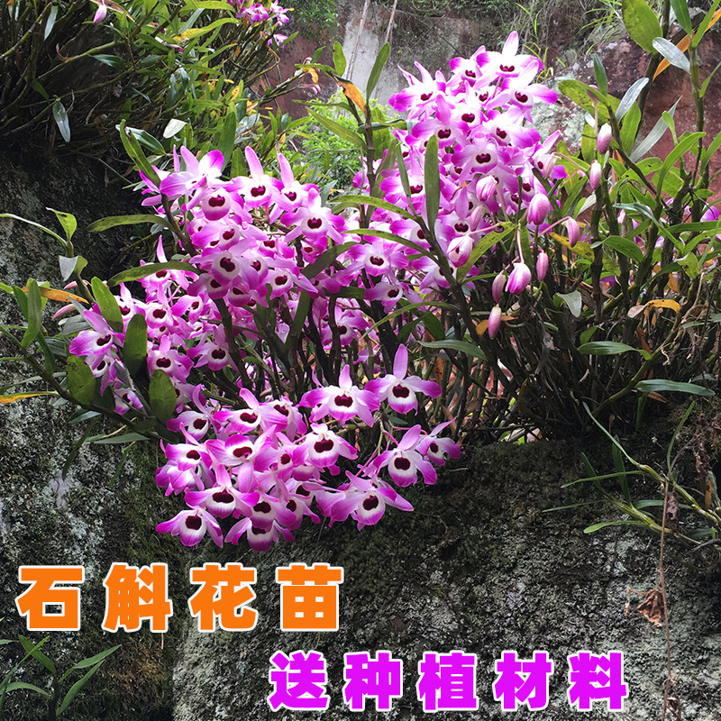 贵州赤水金钗石斛兰苗带新芽图片
