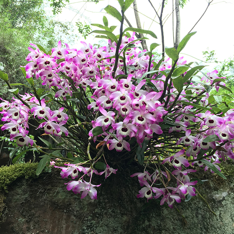 金钗盆栽铁皮石斛兰苗种花卉