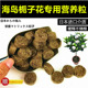 海岛栀子花专用营养粒盆景专用日本进口颗粒天然有机长效缓释介质