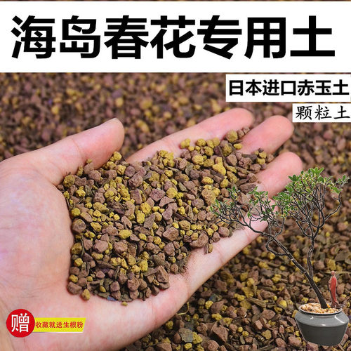 石斑木盆景酸性颗粒土风化土红土