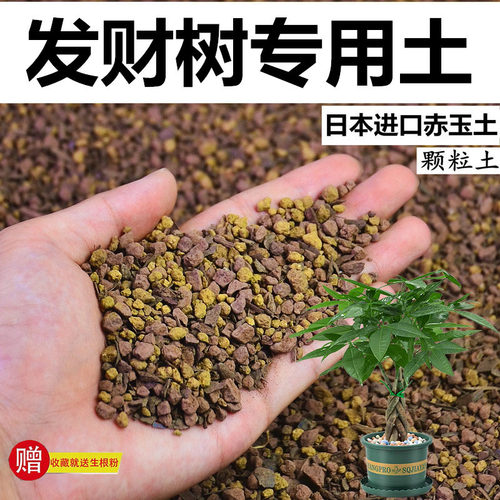 发财树专用土赤玉土酸性颗粒风化土通用营养土盆栽土种植土花土
