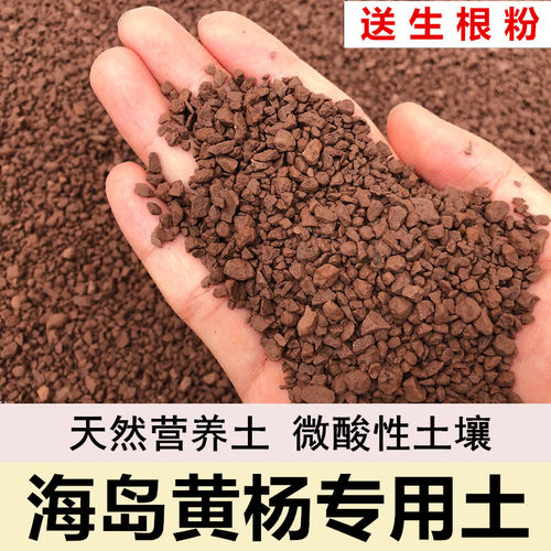 风化土专用土颗粒土扦插土风化石