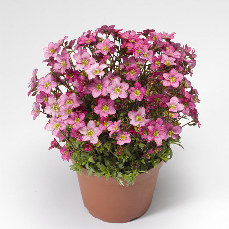 荷兰先正达进口虎耳草花种子花籽种籽 高地人系列 耐寒多年生花园