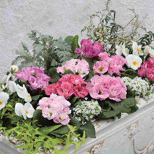 日本坂田进口欧洲报春花种子花种籽西洋樱草 罗莎娜丹妮莎5粒试播