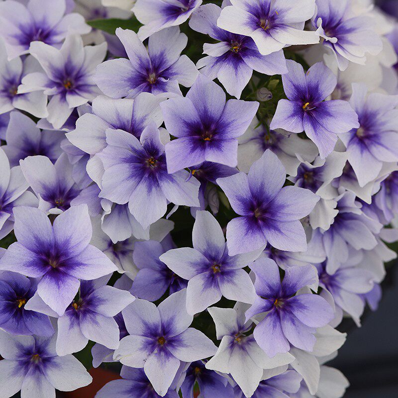 泛美进口单瓣重瓣福禄考种子花种籽 爱诗 承诺 21世纪系列 较耐寒