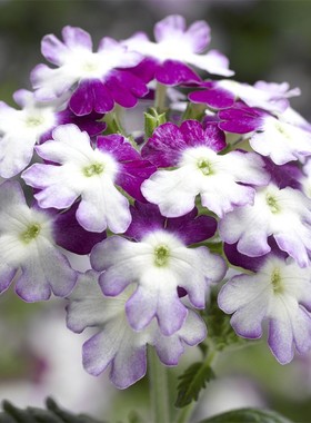 荷兰先正达进口美女樱种子籽花籽花种 迷神旋转系列 夏季耐热易种