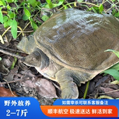 5年外塘生态公甲鱼鲜活水鱼优质绿色放养老鳖团鱼活体王八鱼食用