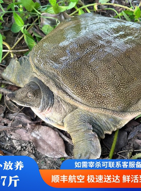 5年外塘生态公甲鱼鲜活水鱼优质绿色放养老鳖团鱼活体王八鱼食用