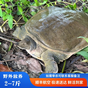 5年外塘生态公甲鱼鲜活水鱼优质绿色放养老鳖团鱼活体王八鱼食用