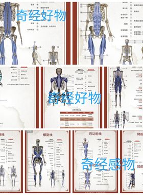 少医堂资料百图文50页袁磊袁老师全科班课件过塑筋膜链挂图骨骼