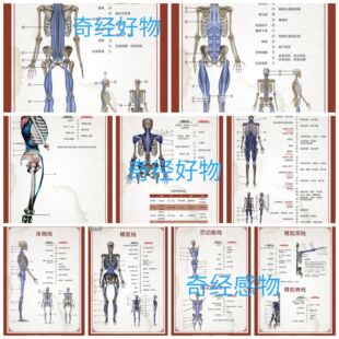 少医堂资料百图文50页袁磊袁老师全科班课件过塑筋膜链挂图骨骼