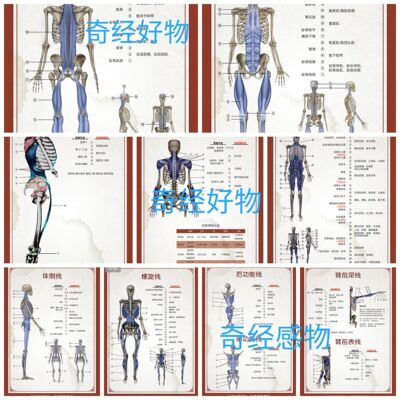 少医堂资料百图文50页袁磊袁老师全科班课件过塑筋膜链挂图骨骼